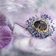 “Panta Rhei” consiguió el primer puesto en esta categoría con esta instantánea de las flores anémona.
Foto: Lizzy Petereit